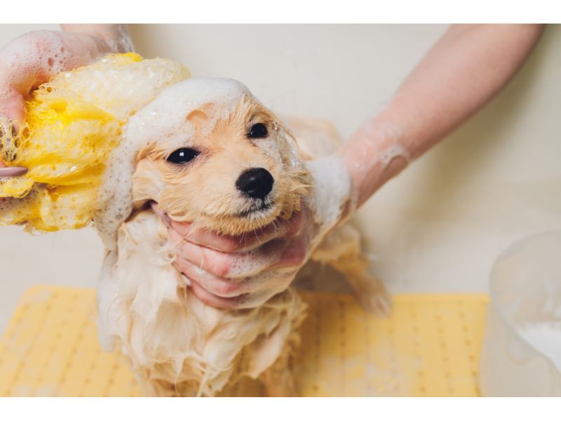 how to dilute dog shampoo