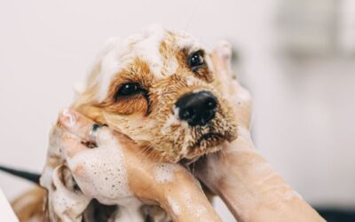 How to Dilute Shampoo for Dogs: Expert Tips and Tricks