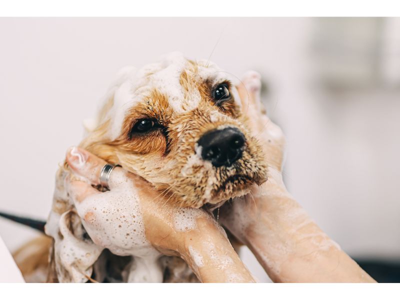 how to dilute shampoo for dogs