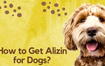 How to Get Alizin for Dogs: The Ultimate Guide to Ensuring Your Pet’s Health