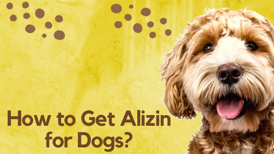 how to get alizin for dogs