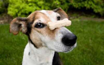 How to Soften Rawhide for Dogs: A Step-by-Step Guide