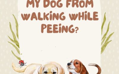 How to Stop My Dog from Walking While Peeing: The Ultimate Guide