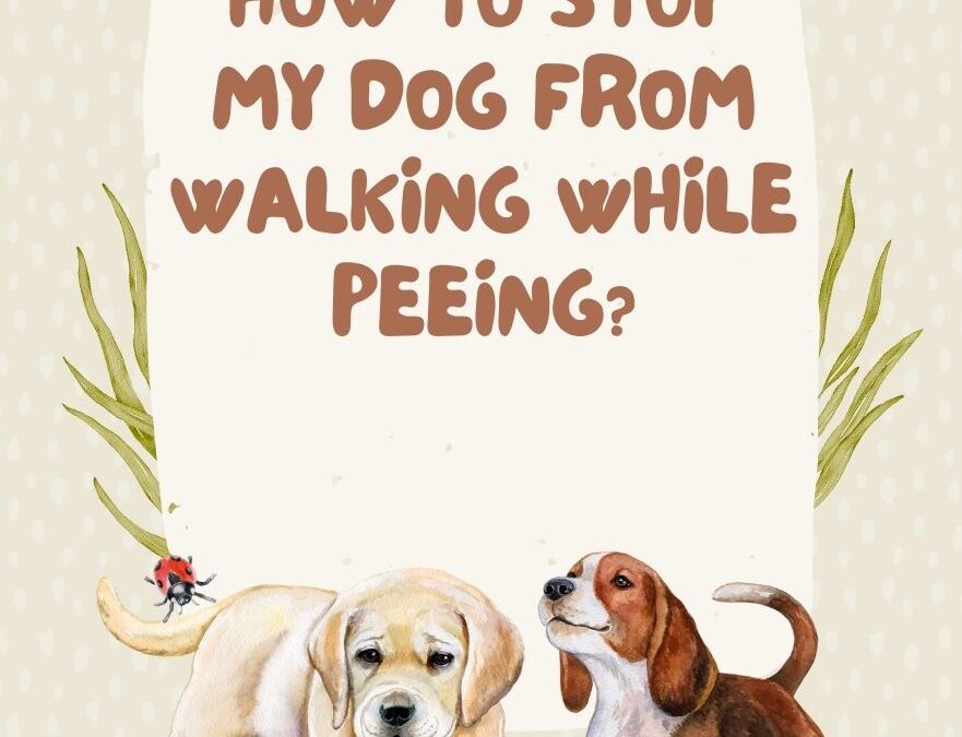 How to Stop My Dog from Walking While Peeing: The Ultimate Guide