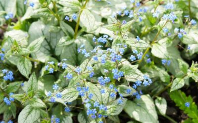 Is Brunnera Toxic to Dogs: Know the Truth Now!