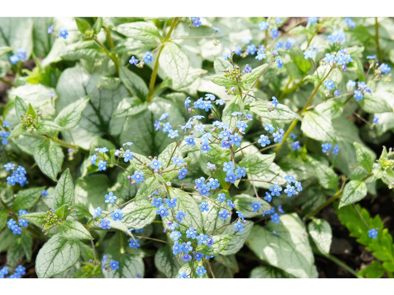 is brunnera toxic to dogs