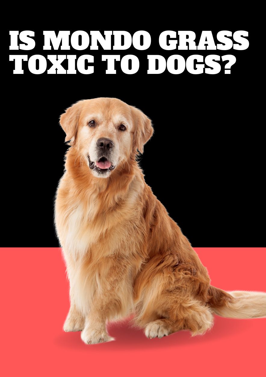 is mondo grass toxic to dogs