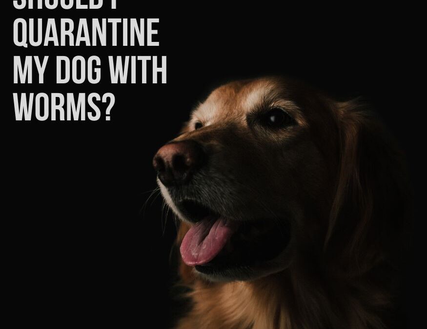 Should I Quarantine My Dog With Worms? Discover the Answer Here!