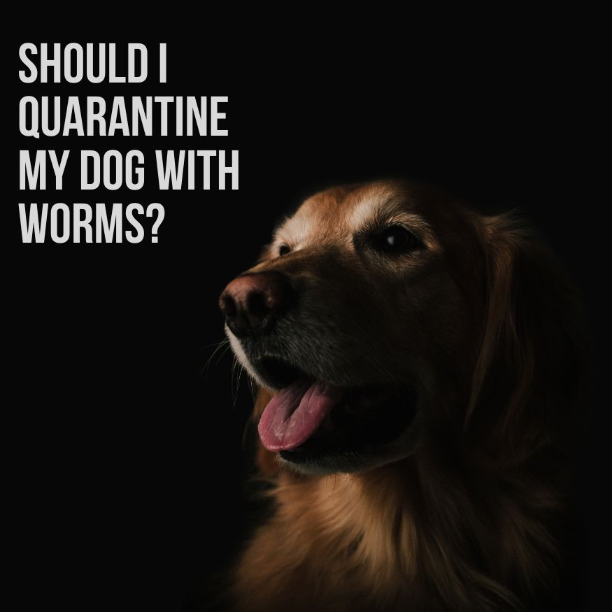 should i quarantine my dog with worms