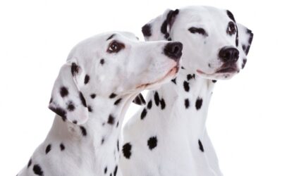 Should This Dog Be Called Spot? Discover the Perfect Name for Your Furry Companion