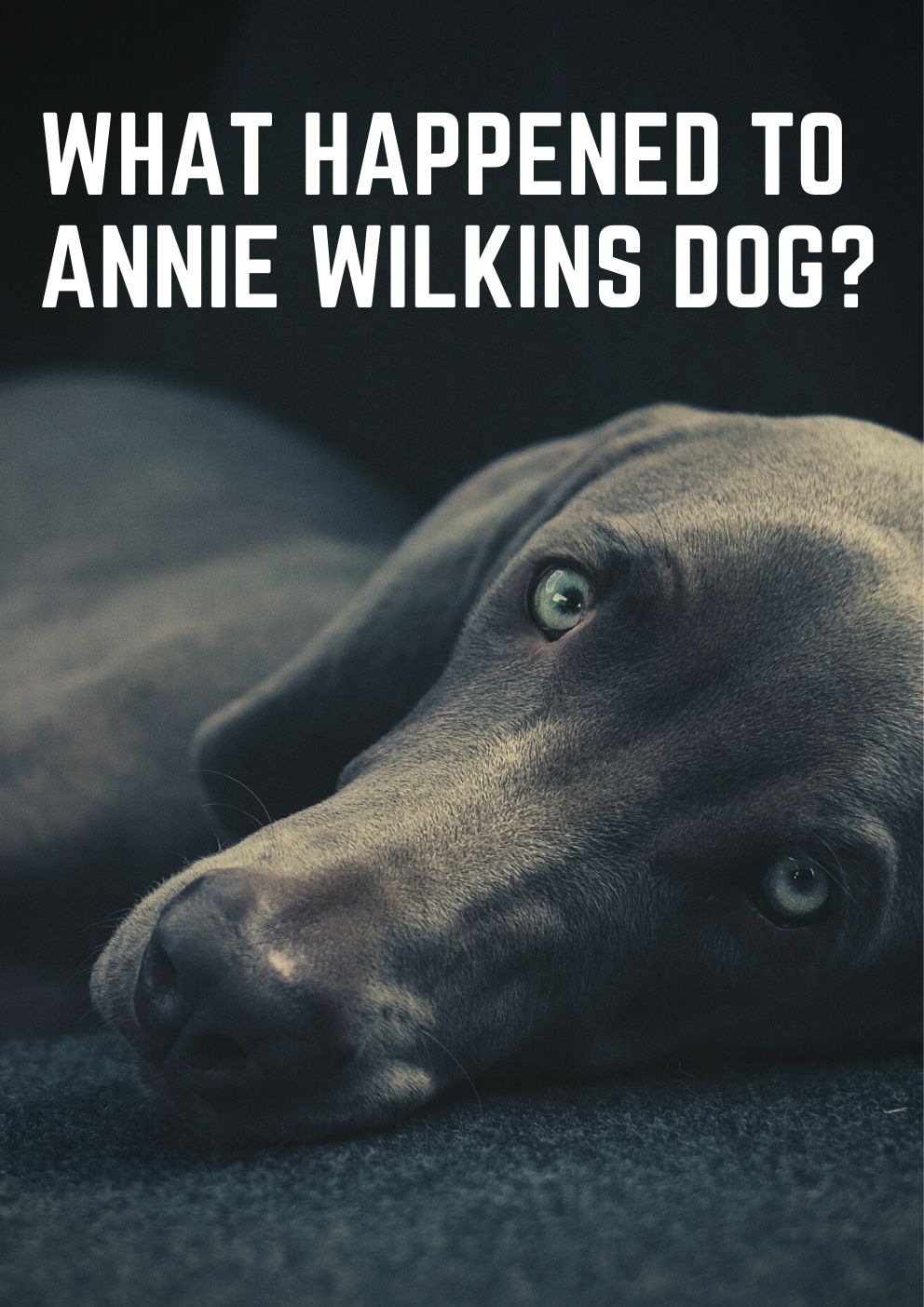 what happened to annie wilkins dog