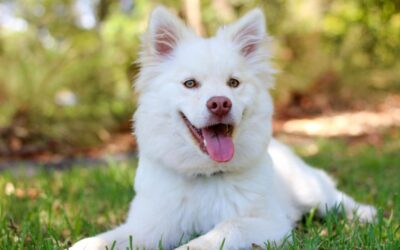 Where to Buy Colchicine for Dogs: A Comprehensive Guide