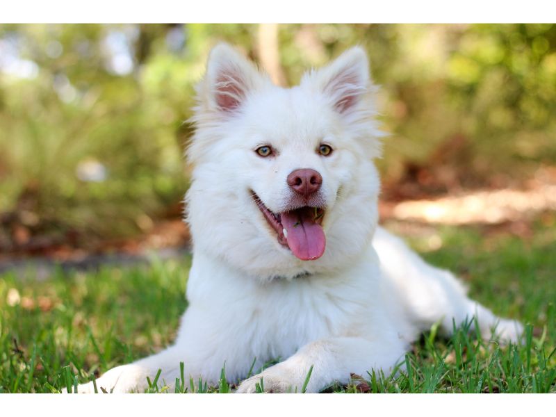 where to buy colchicine for dogs