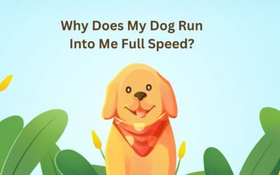Why Does My Dog Run Into Me Full Speed: The Surprising Reason Behind It