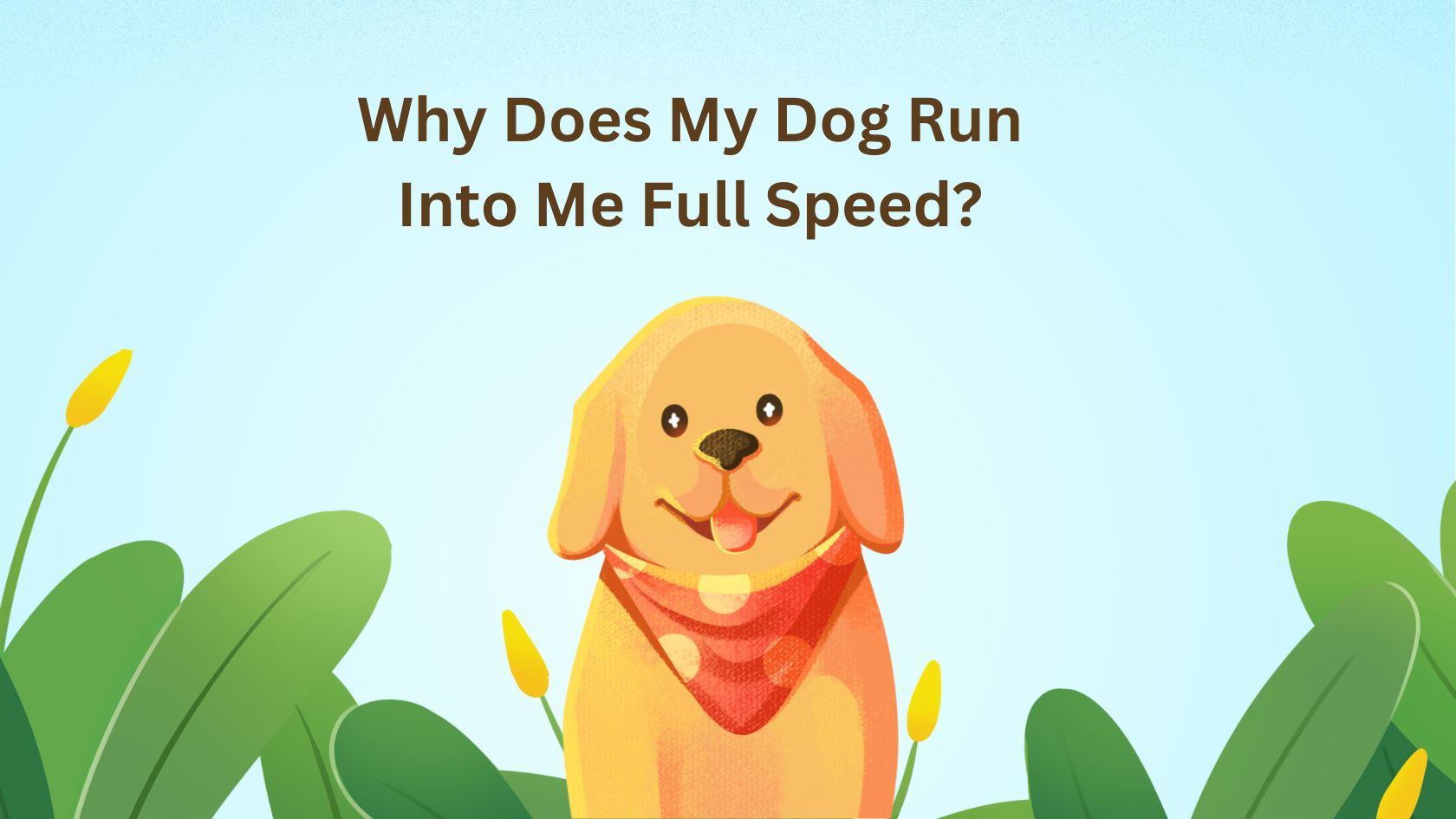 why does my dog run into me full speed