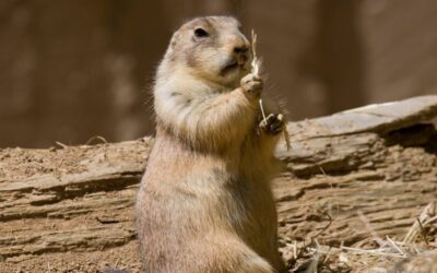 Will Bubble Gum Wipe Out Prairie Dogs? Unveiling the Truth