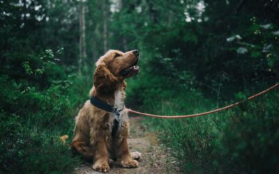 How Often Should a Dog Sitter Visit: Optimal Scheduling Tips