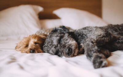 Can My Dog Sleep With Me After Surgery? Safety Tips