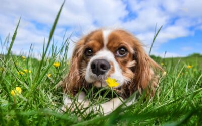 Can Q-Tips Kill a Dog? Unveil the Hidden Dangers!