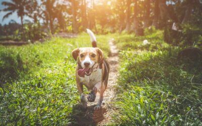 Are Dogs Allowed in Snow Canyon State Park? Pet Policy Unveiled