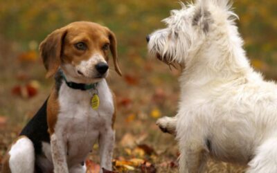 How to Prepare Dog for Flight