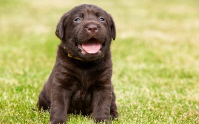 Can You Buy an Airline Seat for a Dog