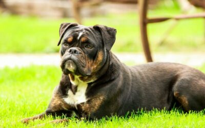 What is the Best Dog Food for a French Bulldog?: Top Picks!