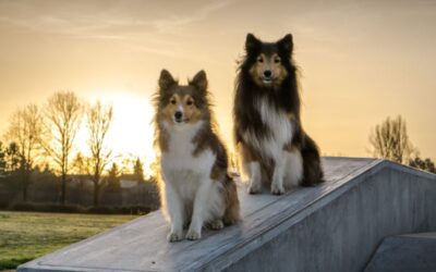 Why Do Older Dogs Lose Weight: Unveiling the Causes