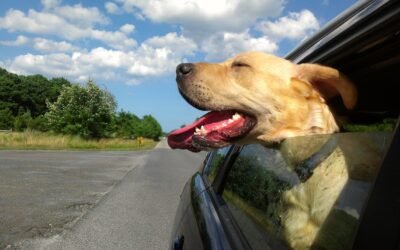 Are Car Rides Good for Dogs
