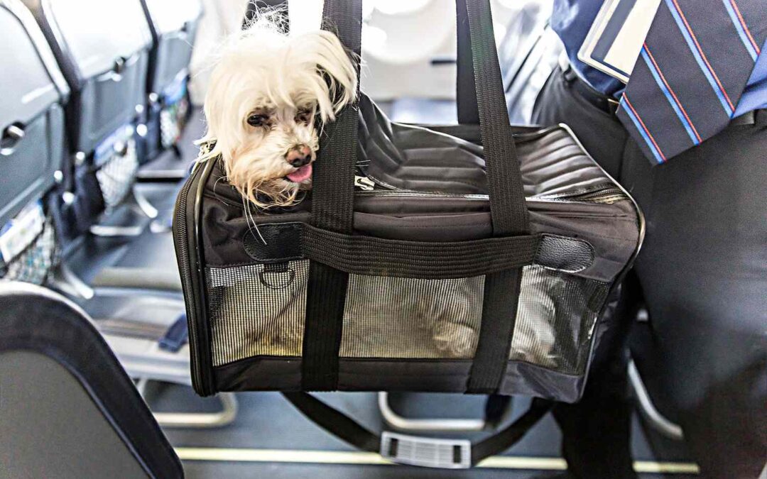 Are Dogs Allowed at the Airport