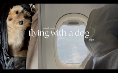 Can a Dog Fly on a Plane Alone