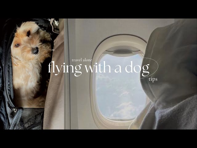 Can a Dog Fly on a Plane Alone