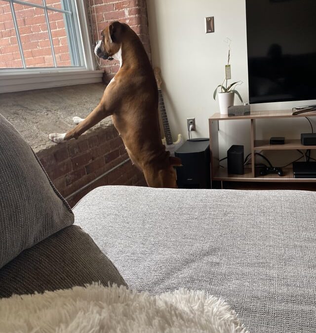 Can Boxers Fly on Planes