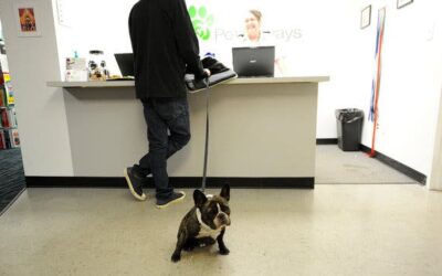 Can Bulldogs Fly on Planes