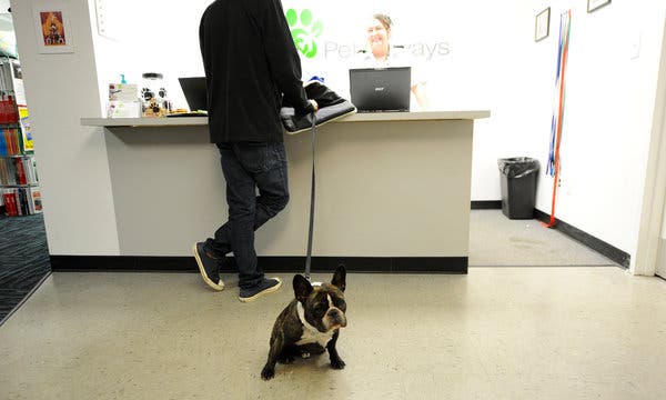 Can Bulldogs Fly on Planes