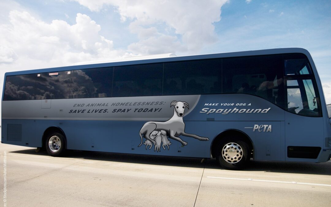 Can Dogs Go on Greyhound Buses