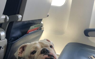 Can English Bulldogs Fly on Airplanes