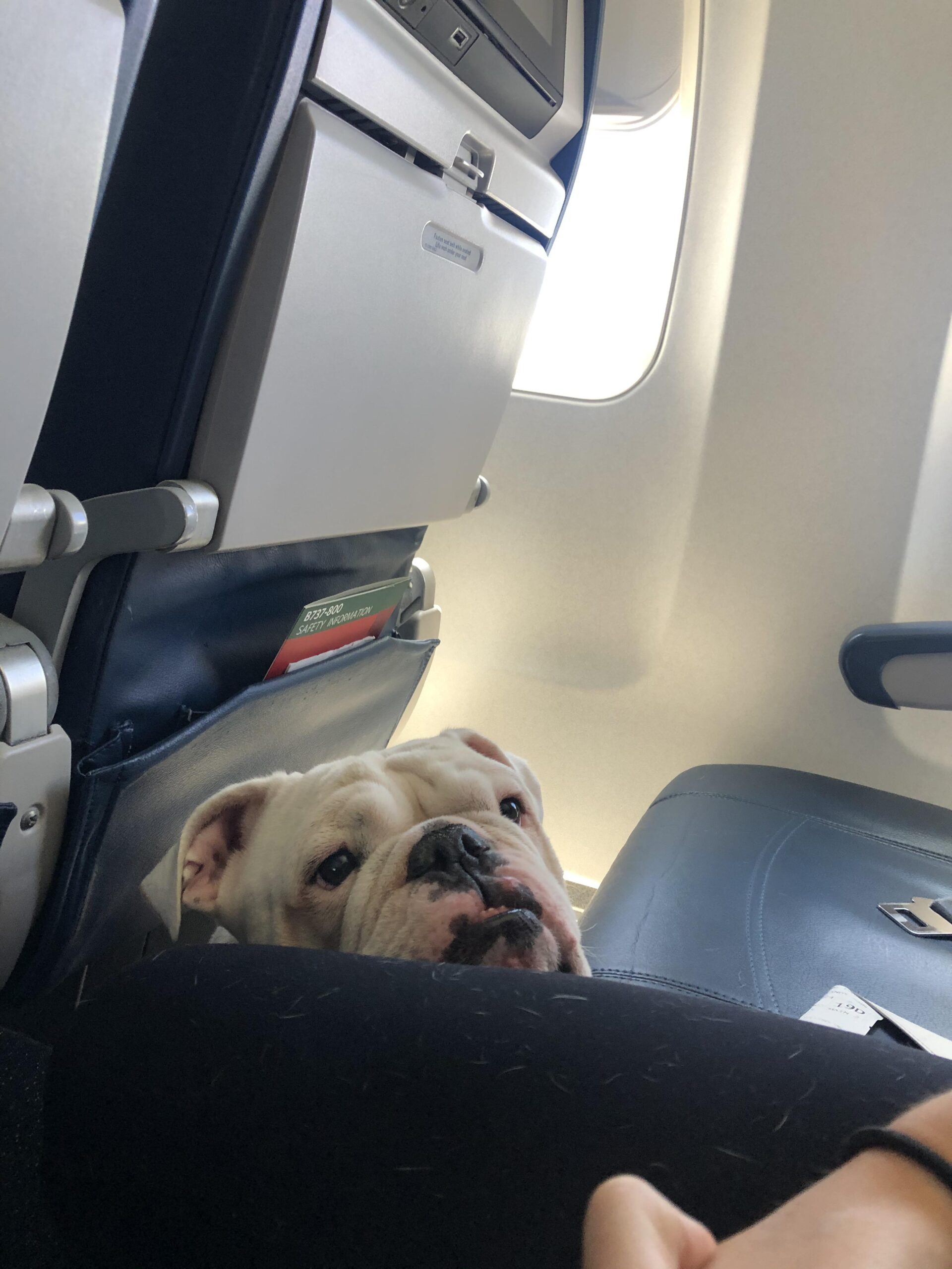 Can English Bulldogs Fly on Airplanes