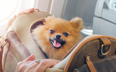 Can I Bring a Puppy on a Plane