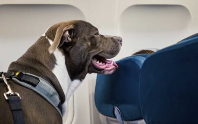 Can Pitbulls Fly on Airplanes