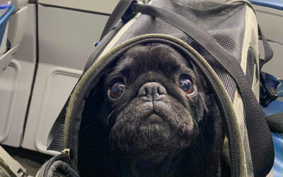 Can Pugs Fly on Planes