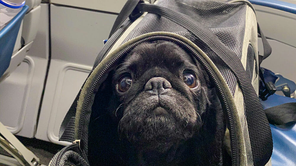 Can Pugs Fly on Planes