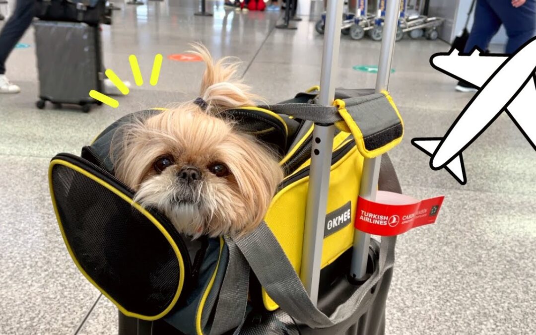 Can Shih Tzu Fly on Planes