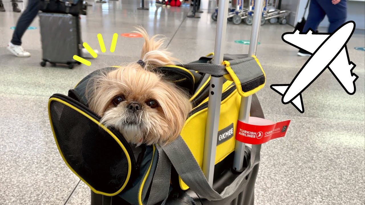 Can Shih Tzu Fly on Planes