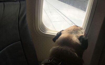 Can You Buy an Airplane Seat for a Dog