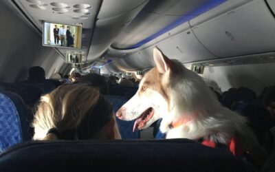 Can You Buy Your Dog a Seat on a Plane