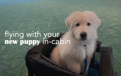 Can You Fly With a Puppy