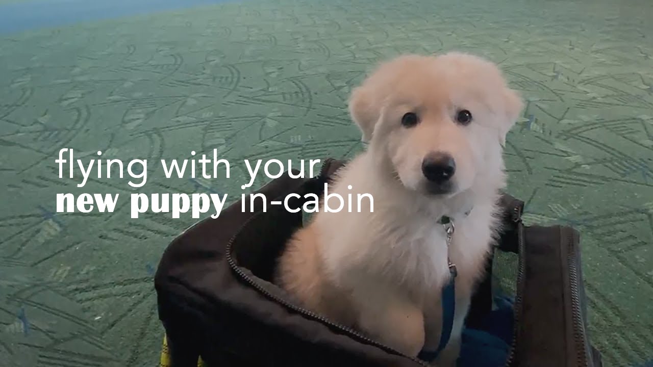 Can You Fly With a Puppy