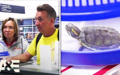 Can You Take a Turtle on an Airplane