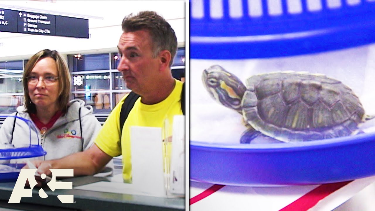 Can You Take a Turtle on an Airplane